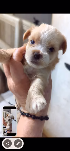 Morkie Macho $450. Pueden abonar - Imagen 2