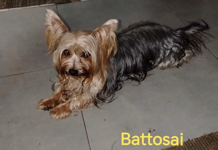 Morkie =Maltes con Yorkie Hembra $650.Macho $450. Pueden abonar - Imagen 6