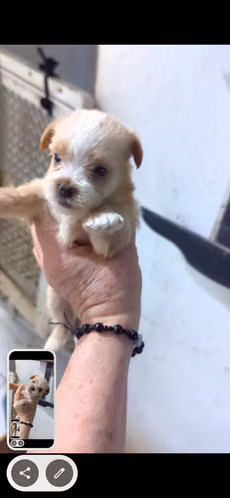 Morkie Macho $450. Pueden abonar - Imagen 4