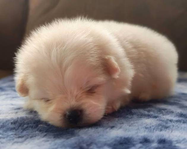 Pomerania - Imagen 2