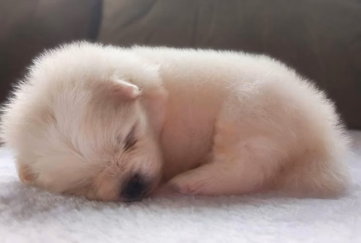 Pomerania - Imagen 4