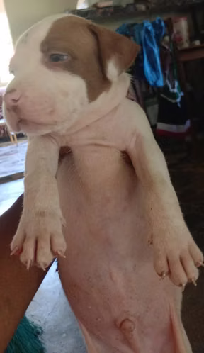 Se vende cachorro de pitbull - Imagen 3