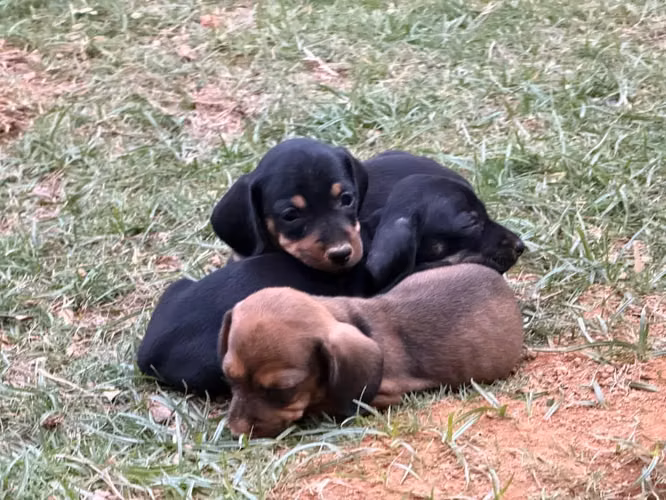 Venta de hermosos perritos Salchichas - Imagen 3