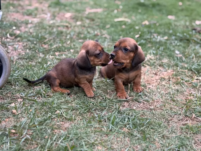 Venta de hermosos perritos Salchichas - Imagen 2