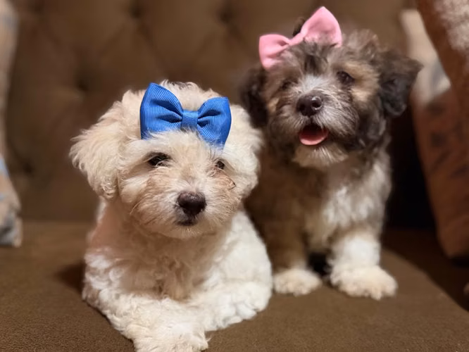 Bella hembra maltes poodle toy con su tarjeta - Imagen 6