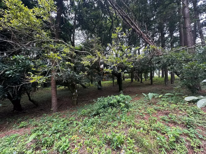 Oportunidad! Se Vende Terreno Plano en Altos del Maria - Imagen 8