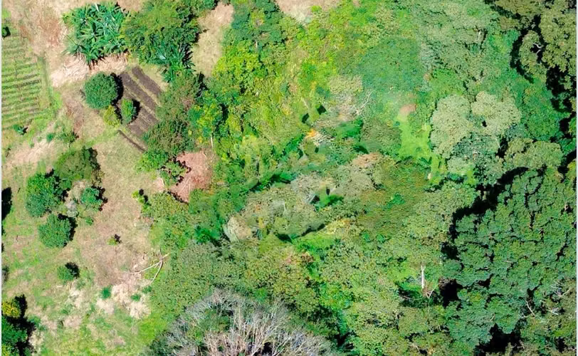Venta Finca en Producción - Los Naranjos, Boquete - Imagen 4