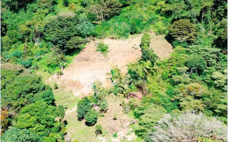 Venta Finca en Producción - Los Naranjos, Boquete - Imagen 6