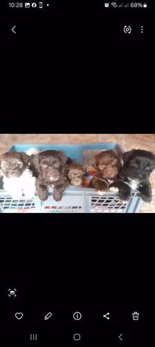 Vendo cachorros Bichon maltes habaneros mini puros, machos y hembras