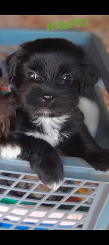 Vendo cachorros Bichon maltes habaneros mini puros, machos y hembras - Imagen 3