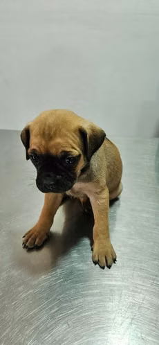 Veterinaria Discovery vende cachorra  pug  cruzada