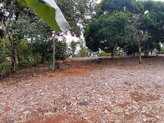 Hermoso Terreno Campestre 1,267m2 La Colorada a 10 minutos de La Arenosa - Imagen 3