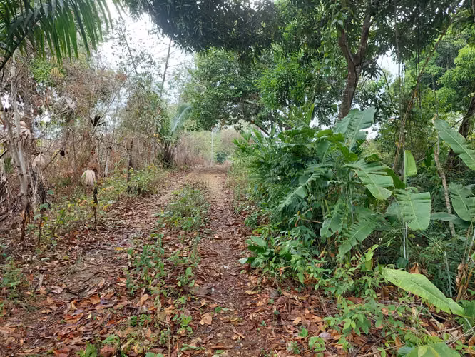 SE VENDE TERRENO EN GONZALILLO 1 HECT $ 100,000.00 - Imagen 17