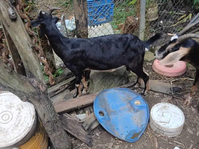 Cabras - Imagen 3