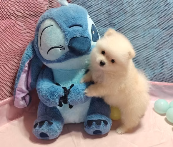 Hermosos pomeranian