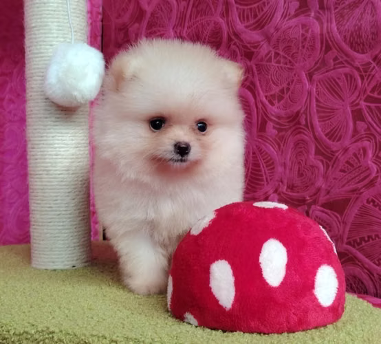 Hermosas pomeranian - Imagen 9