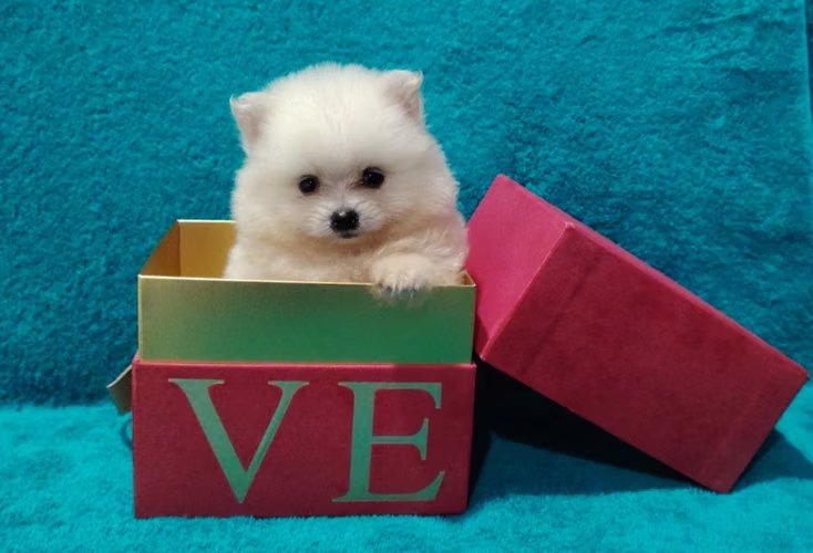 Hermosas pomeranian mini