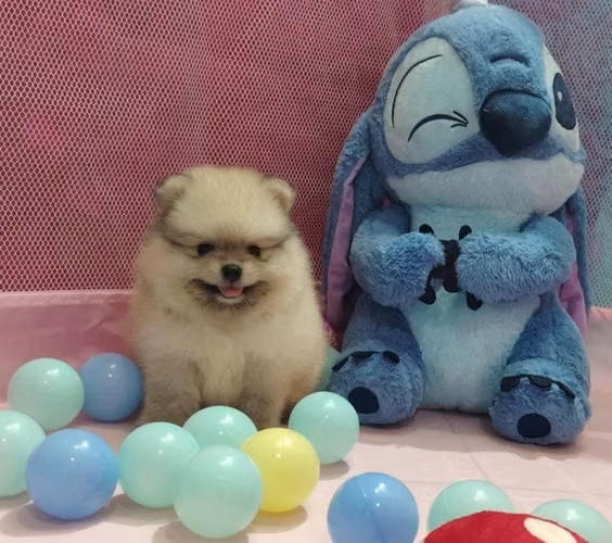 Hermosos pomeranian