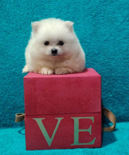 Hermosas pomeranian mini - Imagen 4