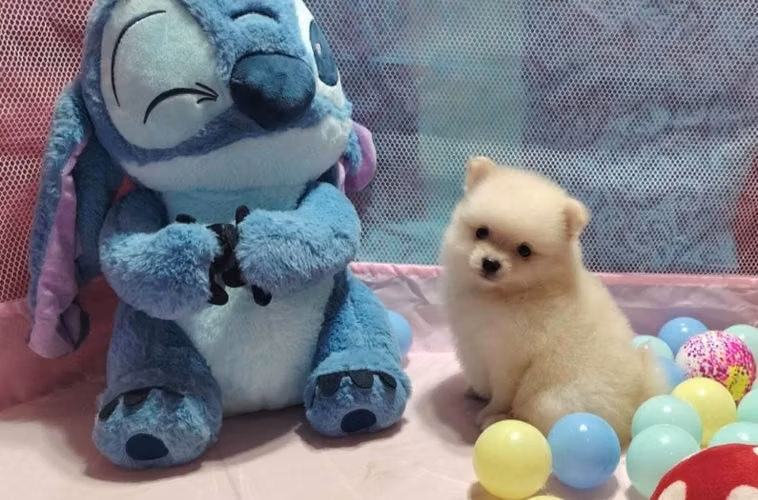 Hermosos pomeranian