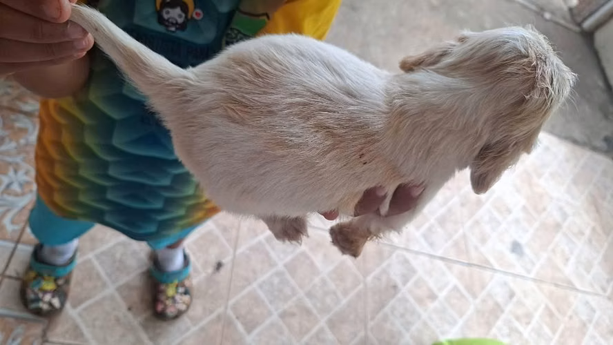 Venta de cocker spaniel - Imagen 5