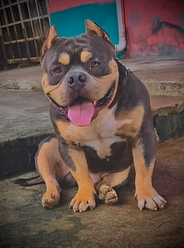 Venta Cachorros Américan Bully