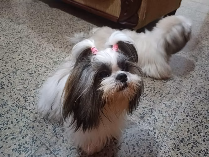 Shih tzu busco novio