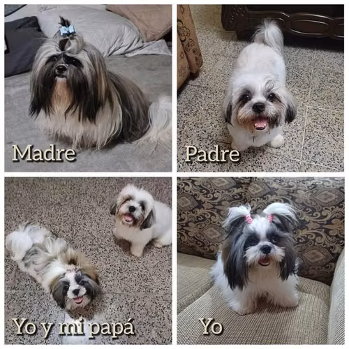 Shih tzu busco novio