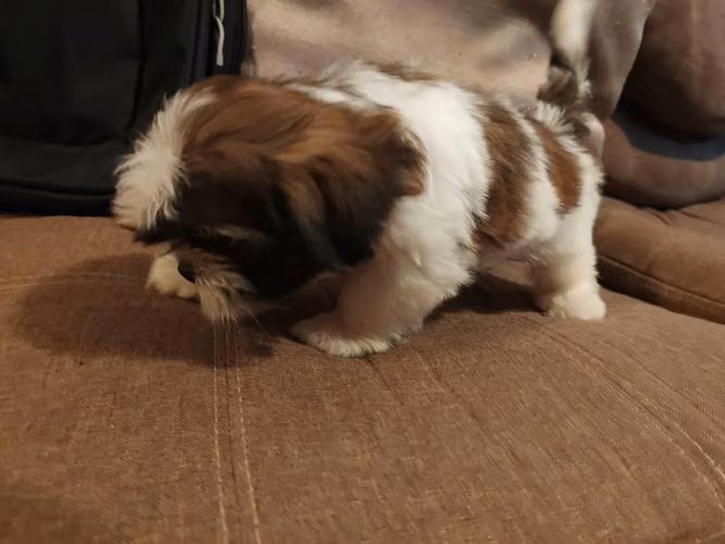Shih tzu hembra - Imagen 3