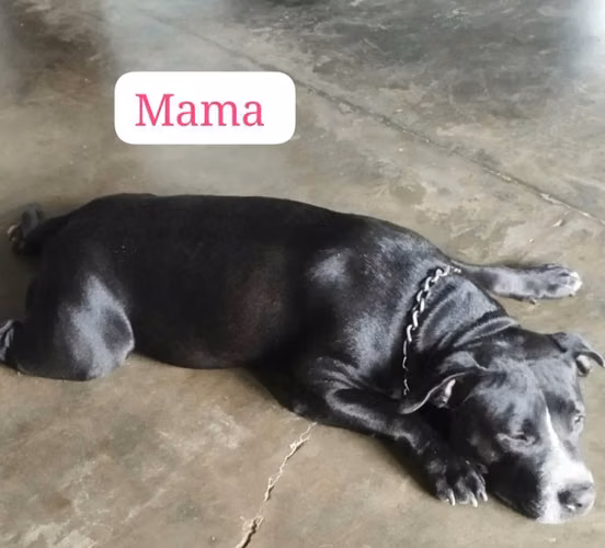 Vendo perro pitbull - Imagen 2