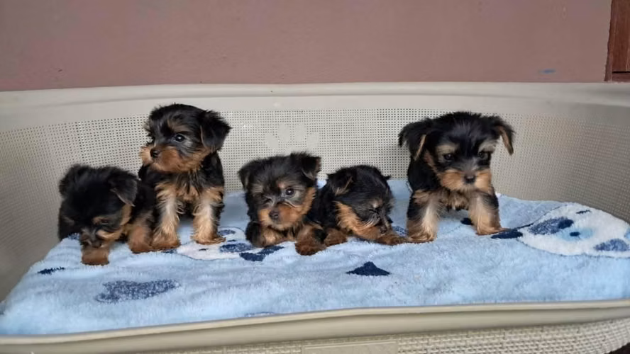 SE VENDE HERMOSOS YORKSHIRE yorki (yorkie) DE TALLA PEQUEÑA