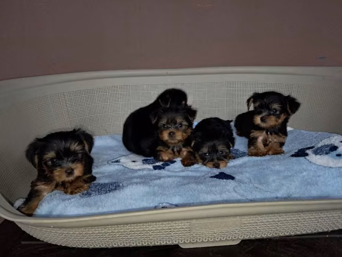 SE VENDE HERMOSOS YORKSHIRE yorki (yorkie) DE TALLA PEQUEÑA