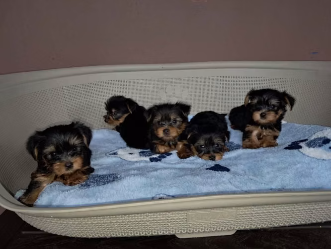 SE VENDE HERMOSOS YORKSHIRE yorki (yorkie) DE TALLA PEQUEÑA