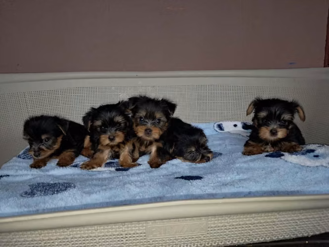 SE VENDE HERMOSOS YORKSHIRE yorki (yorkie) DE TALLA PEQUEÑA
