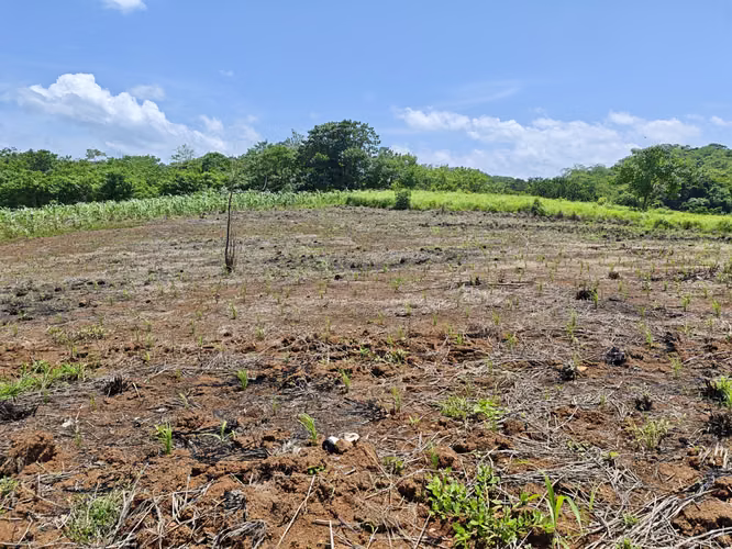 Vendo 214 HECTAREAS EN SONA VERAGUAS - Imagen 3