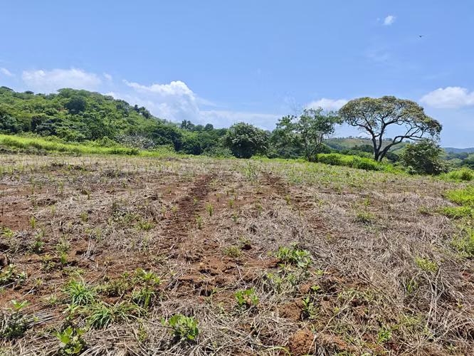 Vendo 214 HECTAREAS EN SONA VERAGUAS - Imagen 4