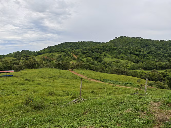 Vendo 214 HECTAREAS EN SONA VERAGUAS - Imagen 10