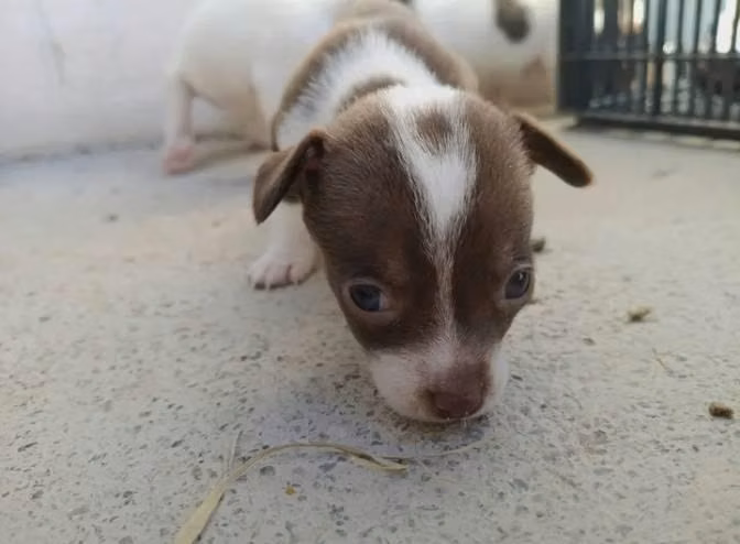 se venden cachorros chihuahuas - Imagen 2