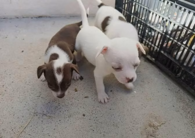 se venden cachorros chihuahuas