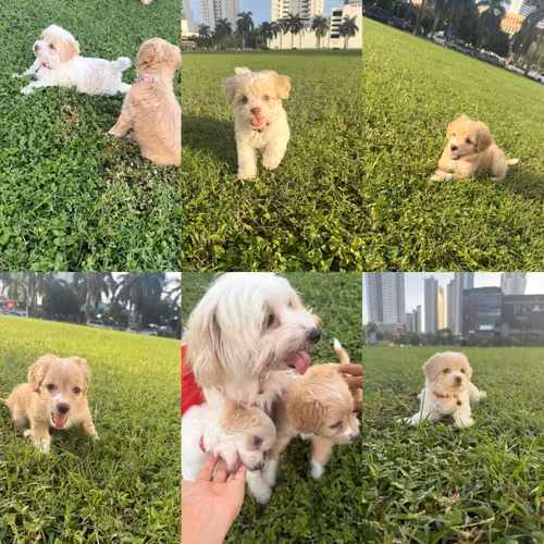 Cachorros maltipoo