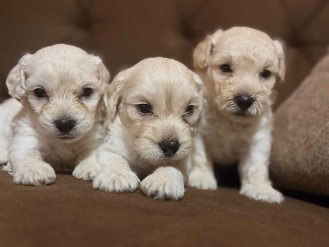 Negociable bellos machos maltes poodle - Imagen 2