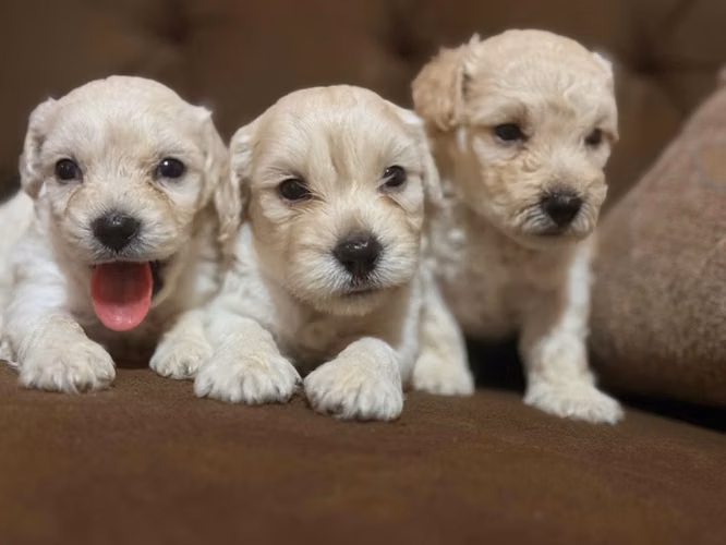 Negociable bellos machos maltes poodle - Imagen 3
