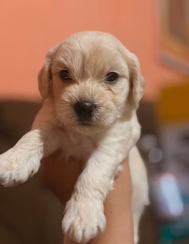 Negociable bellos machos maltes poodle - Imagen 4