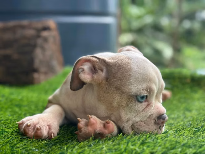 Bulldog inglés hembra