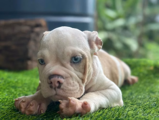 Bulldog inglés hembra