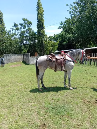 Se vende yegua