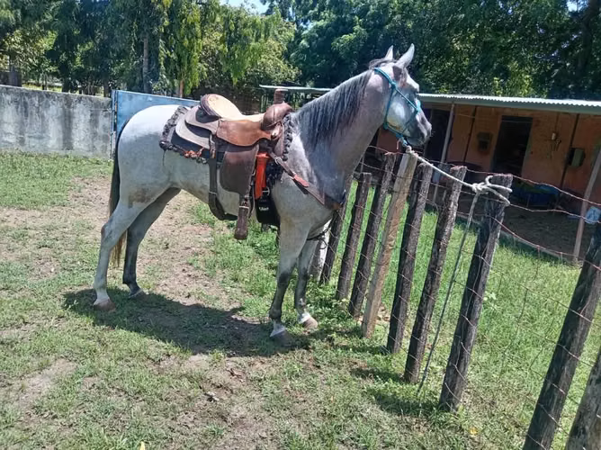Se vende yegua