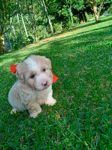 Cachorros poddle