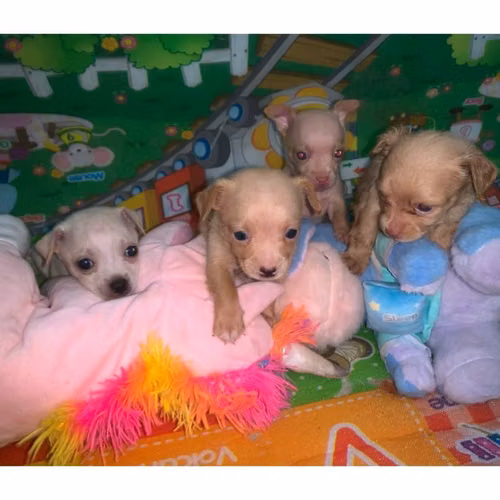 Hermosos Perritos Chihuahuas - Imagen 2