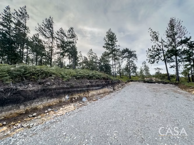 Lote de 2,154 m² con Pinos Maduros en Venta en Alto Boquete - Imagen 7